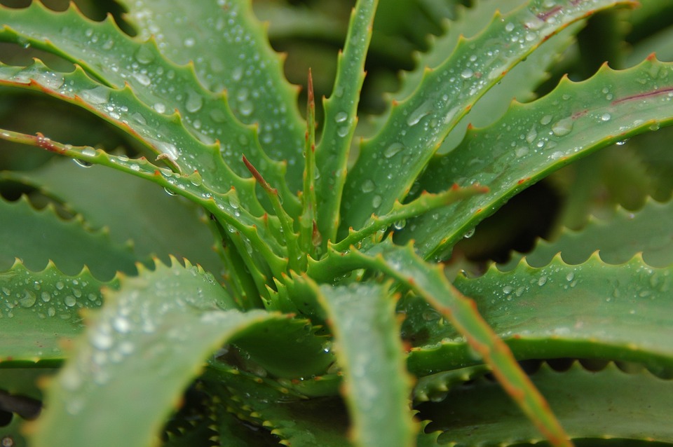 Aloe Line - Aloe Vera Anti Aging Creme